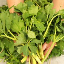 조선흙쟁이의 봄나물 방풍나물 4kg