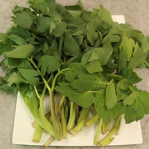 조선흙쟁이의 봄나물 혼합나물 4kg (방풍나물+취나물)