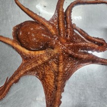 동해안 활 피문어 대왕 1kg 1미