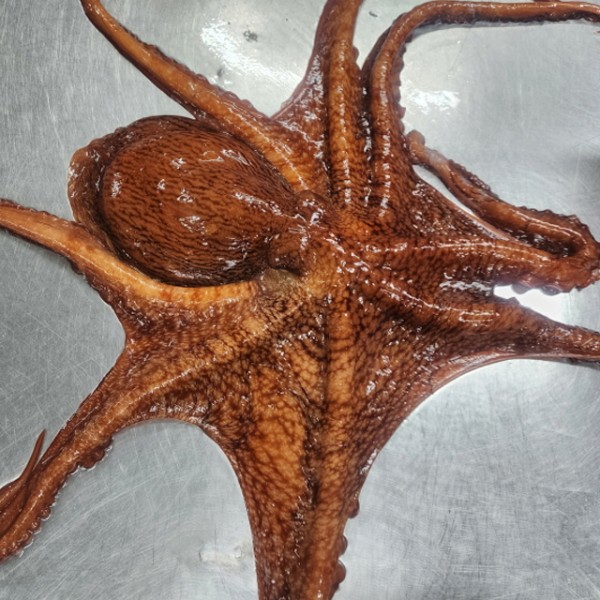 동해안 활 피문어 대왕 1kg 1미