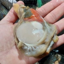 국내산 당일조업 횟감용 손질 키조개 관자 1kg