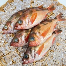 독도 손질 특대 볼락 1kg