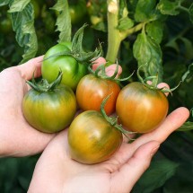 진또배기 대저토마토 2.5kg 실속