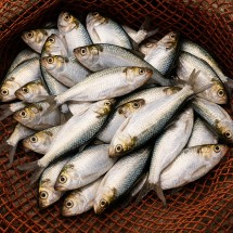 국내산 급냉 전어 2kg