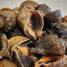 서해안 제철 참소라 1kg