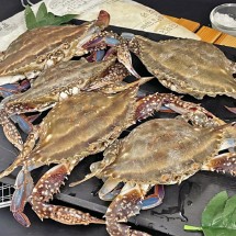 제철 봄 활 알배기 암꽃게 1kg