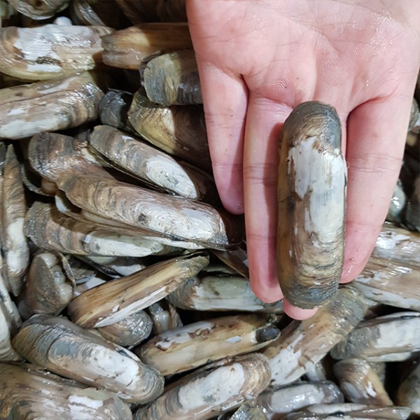 산소포장 국내산 생물 맛조개 500g