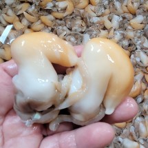 남해안 급냉 노랑새조개 200g x 1팩