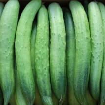 국내산 백다다기 백오이 가정용 15개