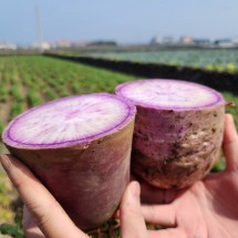 제주 노지 자색무 3kg