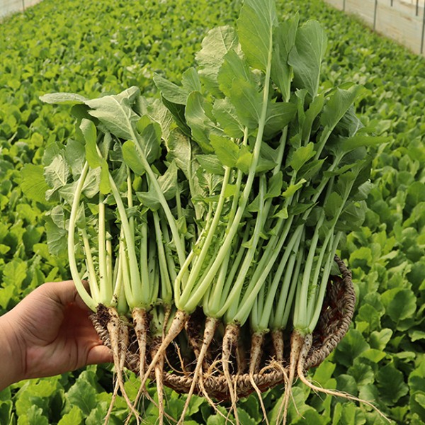 포천 어린 열무 3kg