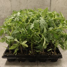 가정 원예용 완숙토마토 모종 5주