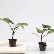 원예용 가지 모종 5주