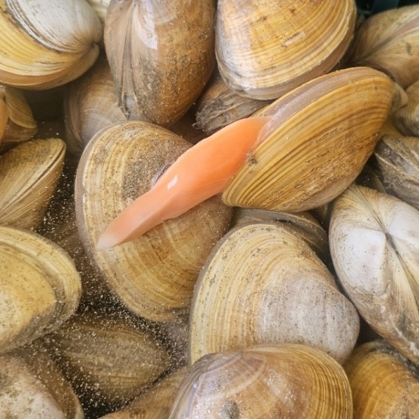손질 명지 갈미조개 500g
