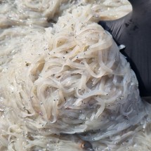 서해안 당일조업 생물 실치 횟감 300g