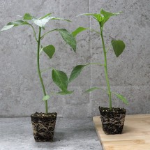 원예용 꽈리고추 모종 10주