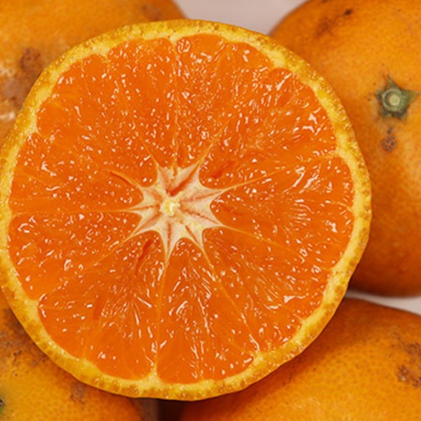 제주도 카라향 귤 3kg 못난이