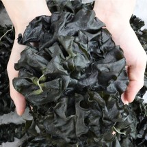 국내산 햇 미역귀 커플용 500g