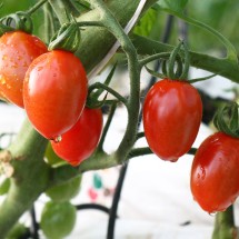 괴산 청년농부의 빨간 대추방울토마토 1kg