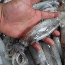 통찜용 급냉 한입 오징어 1kg