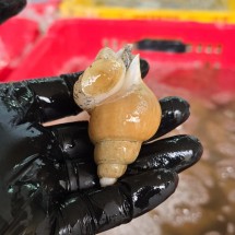 동해안 당일바리 백고동 백골뱅이 1kg 소