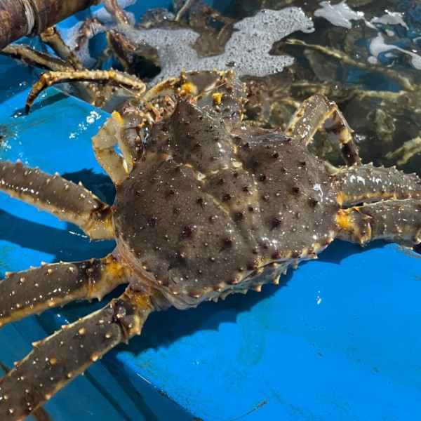 러시아 블루 자숙 킹크랩 2kg