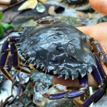 당일조업 군산 제철 활 돌게 박하지 1kg