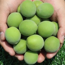 고흥 해풍맞은 청매실 10kg (대-특 매실청용)