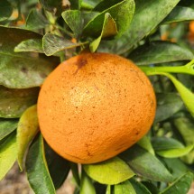 제주도 가정용 천혜향 못난이 2kg 중과