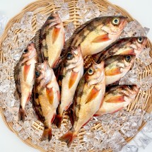 독도 프리미엄 손질 불볼락 열기 1kg