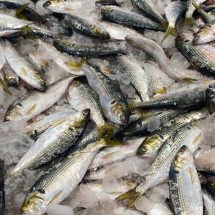 국내산 급냉 전어 통전어 1kg