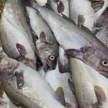 국내산 급냉 생대구 2kg