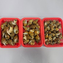 연안 활 백고동 백골뱅이 1kg 소