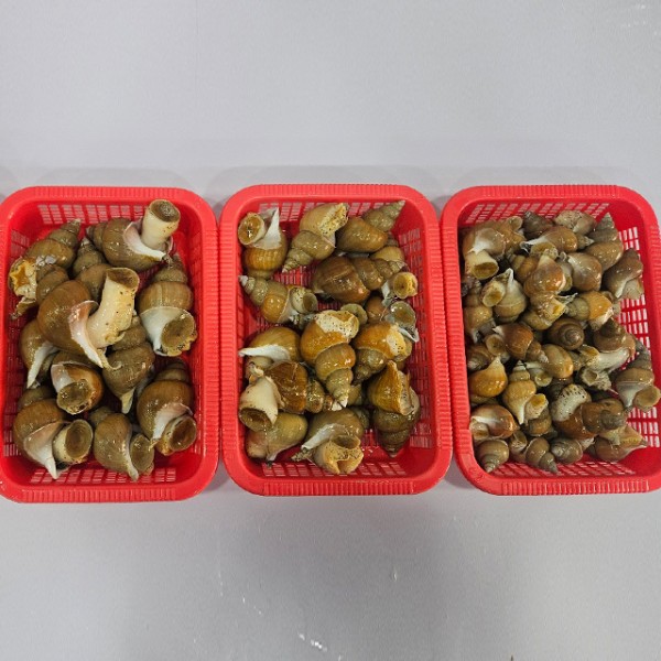 연안 활 백고동 백골뱅이 1kg 소