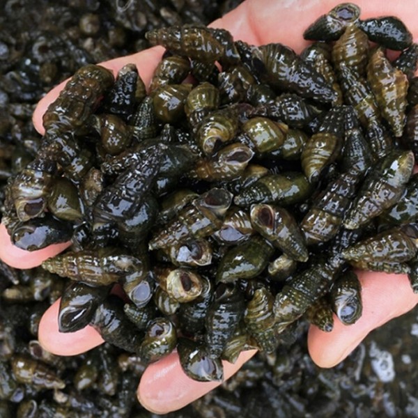 국내산 생 특다슬기 올갱이 1kg