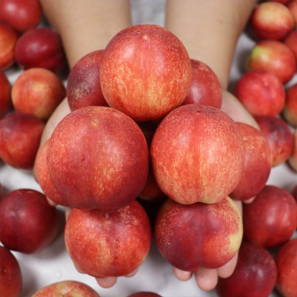 국내산 고당도 신비복숭아 소과 1kg