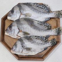 국내산 급냉 손질 어름돔 3미 1팩