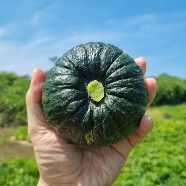 제주 미니 단호박 밤호박 소과 1kg