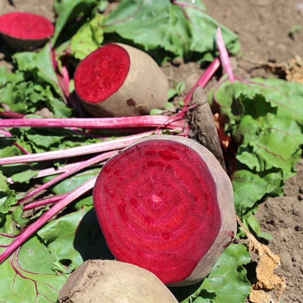 제주 봄 비트 2kg