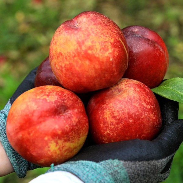 경북 고당도 신선 천도복숭아 1kg 소과