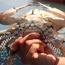 서천 어부의 서해안 알베기 암꽃게 1kg