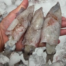 당일조업 국내산 생물 한치 500g