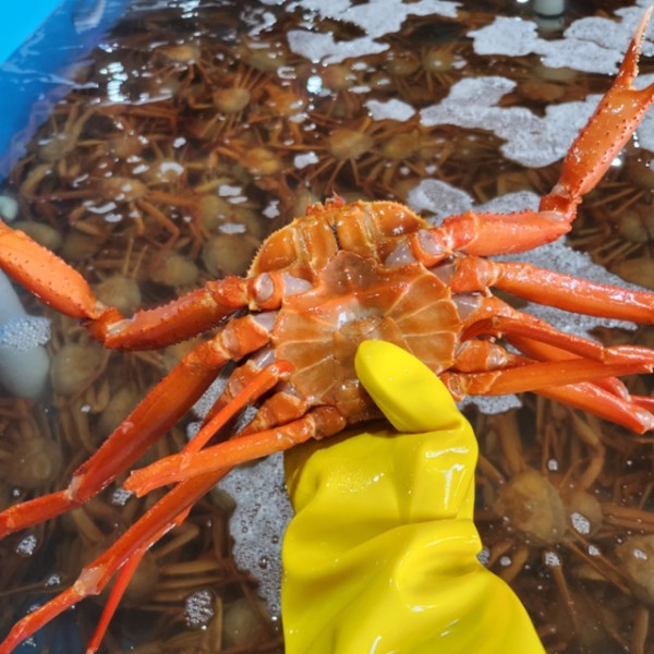 러시아 활 타이탄 홍게 2.5kg