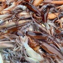 동해 횟감용 생물 오징어 5미