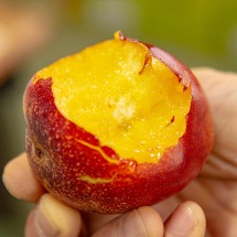 제철 신선 천도 복숭아 1kg