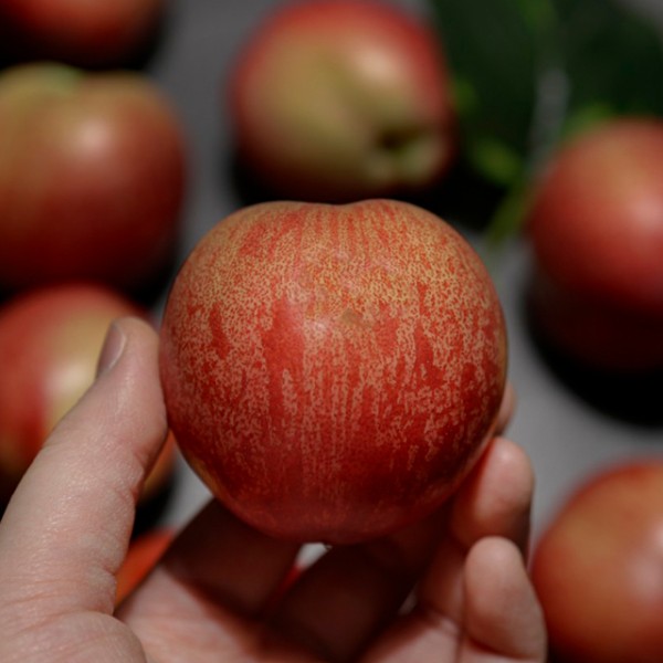 제철 신비 복숭아 1kg 로얄사이즈