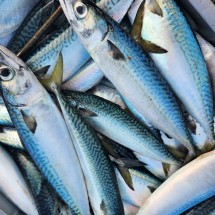 동해 급냉 통고등어 3미