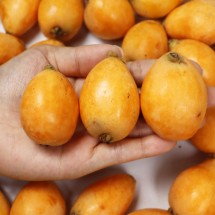 신지도 비파열매 5kg 효소용