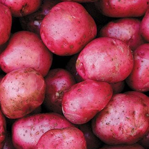 충북 괴산 카스테라 홍감자 3kg