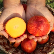 국내산 고당도 기찬 천도복숭아 소과 1kg